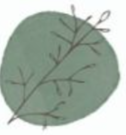 The Montessori School logo